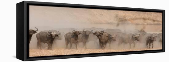 Spooked Buffalo-Scott Bennion-Framed Stretched Canvas