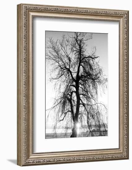 Spooky Abstract Black and White Tree Silhouette in Sunrise Time-SSokolov-Framed Photographic Print