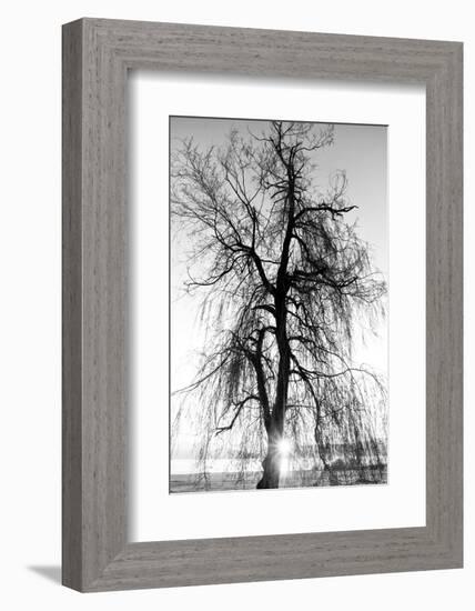 Spooky Abstract Black and White Tree Silhouette in Sunrise Time-SSokolov-Framed Photographic Print