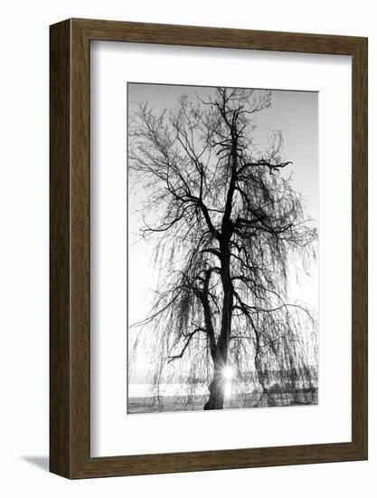 Spooky Abstract Black and White Tree Silhouette in Sunrise Time-SSokolov-Framed Photographic Print