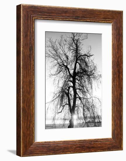 Spooky Abstract Black and White Tree Silhouette in Sunrise Time-SSokolov-Framed Photographic Print