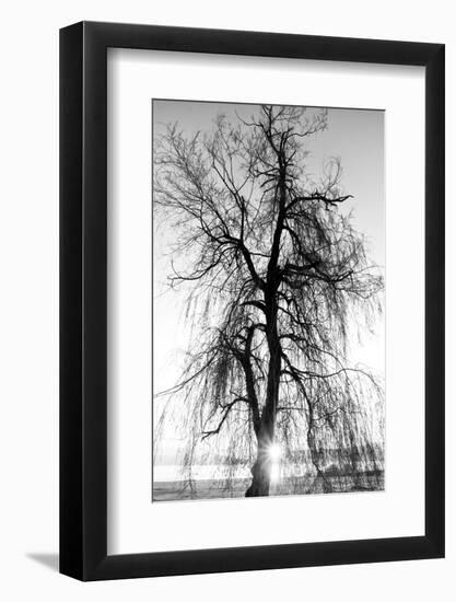 Spooky Abstract Black and White Tree Silhouette in Sunrise Time-SSokolov-Framed Photographic Print