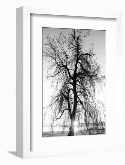 Spooky Abstract Black and White Tree Silhouette in Sunrise Time-SSokolov-Framed Photographic Print