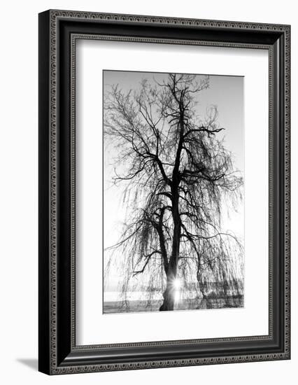 Spooky Abstract Black and White Tree Silhouette in Sunrise Time-SSokolov-Framed Photographic Print