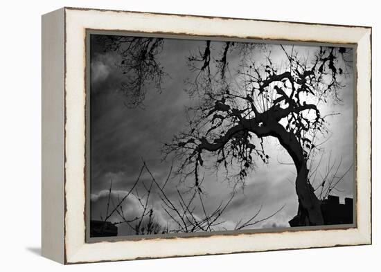 Spooky Tree-null-Framed Stretched Canvas