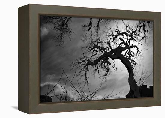 Spooky Tree-null-Framed Stretched Canvas