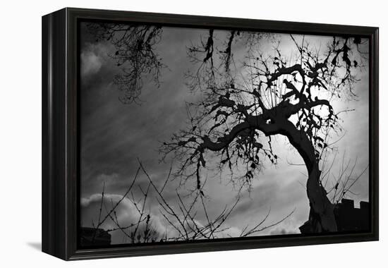 Spooky Tree-null-Framed Stretched Canvas