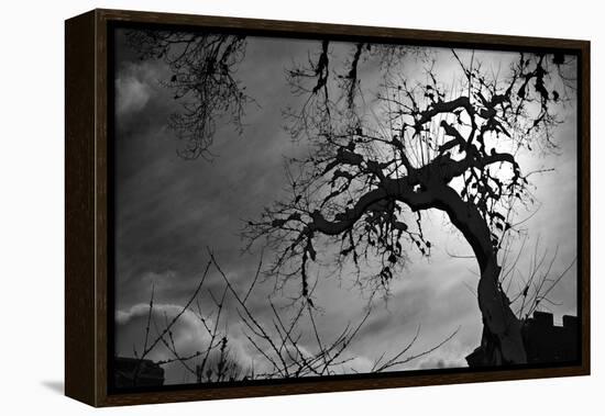 Spooky Tree-null-Framed Stretched Canvas