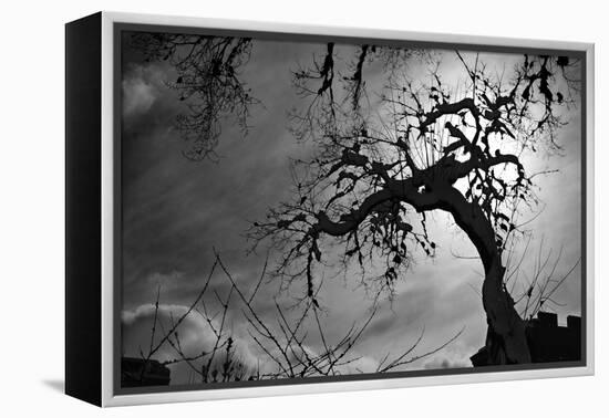 Spooky Tree-null-Framed Stretched Canvas