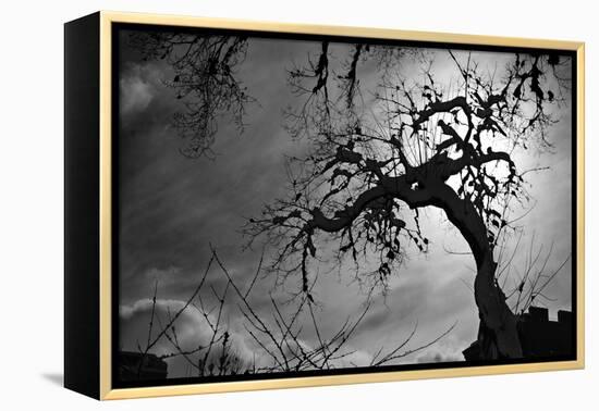 Spooky Tree-null-Framed Stretched Canvas