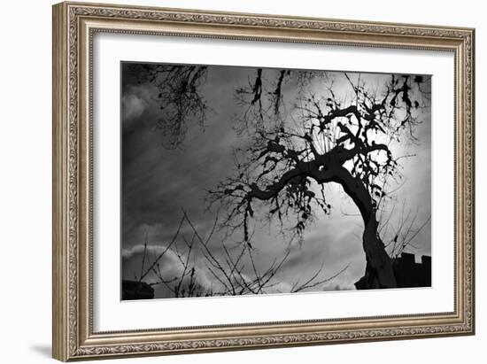 Spooky Tree-null-Framed Photo