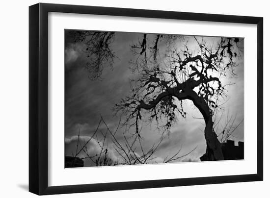 Spooky Tree-null-Framed Photo