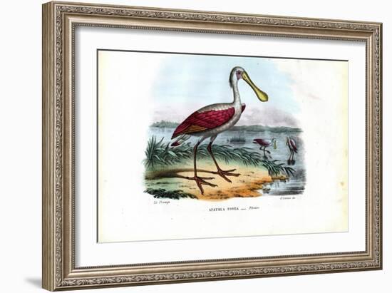 Spoonbill, 1863-79-Raimundo Petraroja-Framed Giclee Print