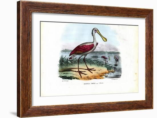 Spoonbill, 1863-79-Raimundo Petraroja-Framed Giclee Print