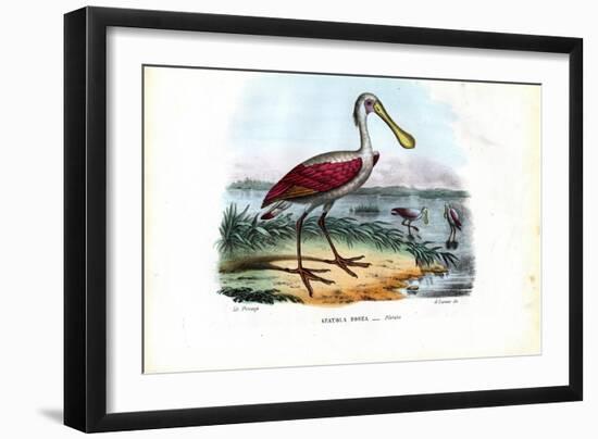 Spoonbill, 1863-79-Raimundo Petraroja-Framed Giclee Print