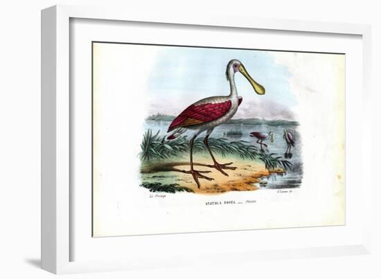 Spoonbill, 1863-79-Raimundo Petraroja-Framed Giclee Print