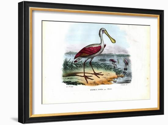 Spoonbill, 1863-79-Raimundo Petraroja-Framed Giclee Print