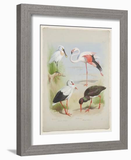 Spoonbill, Flamingo and Storke, C.1915 (W/C & Bodycolour over Pencil on Paper)-Archibald Thorburn-Framed Giclee Print