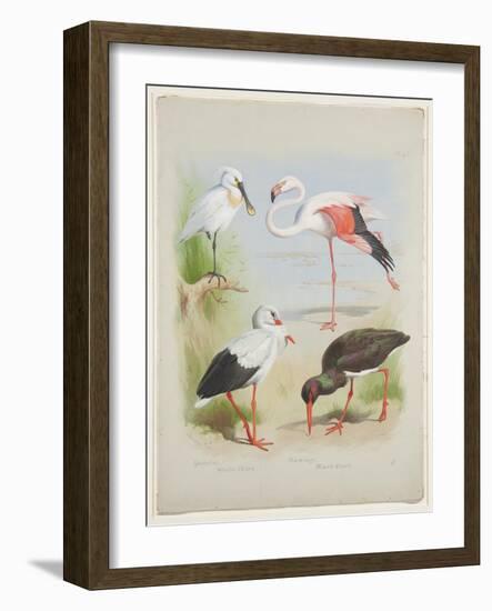 Spoonbill, Flamingo and Storke, C.1915 (W/C & Bodycolour over Pencil on Paper)-Archibald Thorburn-Framed Giclee Print