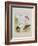 Spoonbill, Flamingo and Storke, C.1915 (W/C & Bodycolour over Pencil on Paper)-Archibald Thorburn-Framed Giclee Print