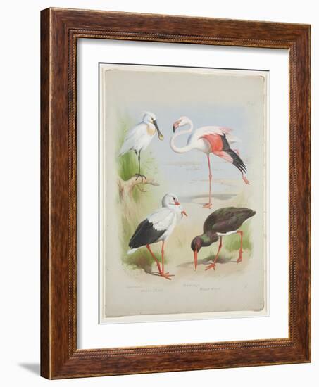 Spoonbill, Flamingo and Storke, C.1915 (W/C & Bodycolour over Pencil on Paper)-Archibald Thorburn-Framed Giclee Print