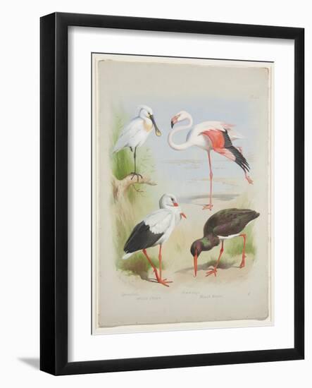 Spoonbill, Flamingo and Storke, C.1915 (W/C & Bodycolour over Pencil on Paper)-Archibald Thorburn-Framed Giclee Print