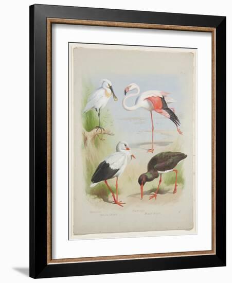 Spoonbill, Flamingo and Storke, C.1915 (W/C & Bodycolour over Pencil on Paper)-Archibald Thorburn-Framed Giclee Print