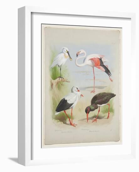 Spoonbill, Flamingo and Storke, C.1915 (W/C & Bodycolour over Pencil on Paper)-Archibald Thorburn-Framed Giclee Print