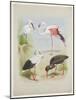 Spoonbill, Flamingo and Storke, C.1915 (W/C & Bodycolour over Pencil on Paper)-Archibald Thorburn-Mounted Giclee Print