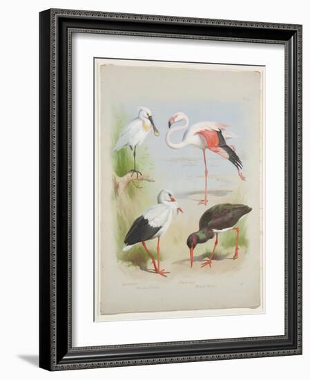 Spoonbill, Flamingo and Storke, C.1915 (W/C & Bodycolour over Pencil on Paper)-Archibald Thorburn-Framed Giclee Print