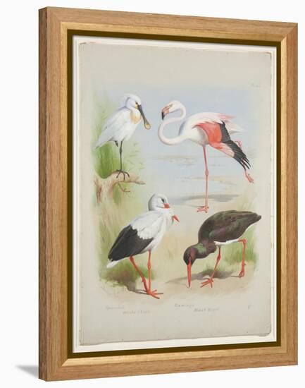 Spoonbill, Flamingo and Storke, C.1915 (W/C & Bodycolour over Pencil on Paper)-Archibald Thorburn-Framed Premier Image Canvas