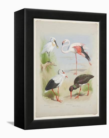 Spoonbill, Flamingo and Storke, C.1915 (W/C & Bodycolour over Pencil on Paper)-Archibald Thorburn-Framed Premier Image Canvas