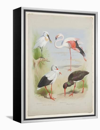 Spoonbill, Flamingo and Storke, C.1915 (W/C & Bodycolour over Pencil on Paper)-Archibald Thorburn-Framed Premier Image Canvas