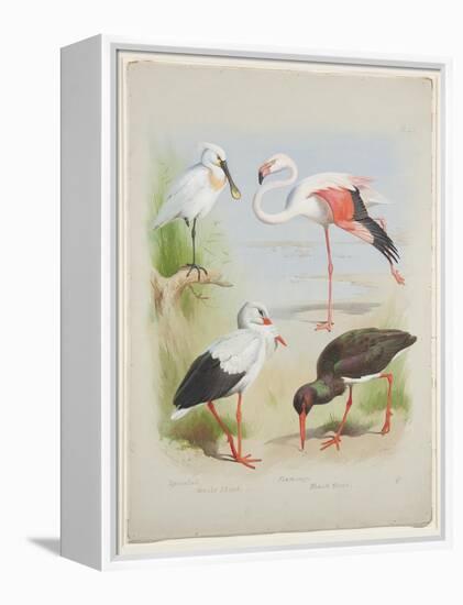 Spoonbill, Flamingo and Storke, C.1915 (W/C & Bodycolour over Pencil on Paper)-Archibald Thorburn-Framed Premier Image Canvas