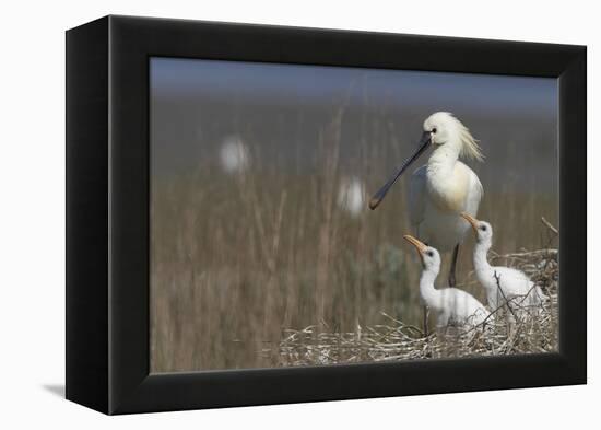 Spoonbill (Platalea Leucorodia) at Nest with Two Chicks, Texel, Netherlands, May 2009-Peltomäki-Framed Premier Image Canvas