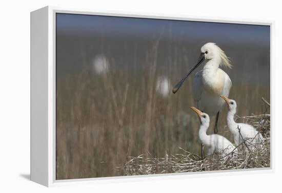 Spoonbill (Platalea Leucorodia) at Nest with Two Chicks, Texel, Netherlands, May 2009-Peltomäki-Framed Premier Image Canvas