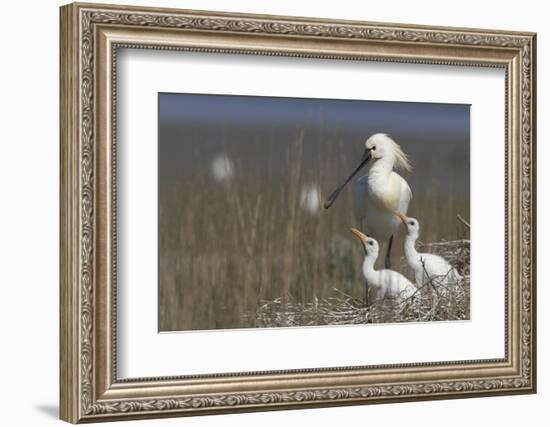 Spoonbill (Platalea Leucorodia) at Nest with Two Chicks, Texel, Netherlands, May 2009-Peltomäki-Framed Photographic Print