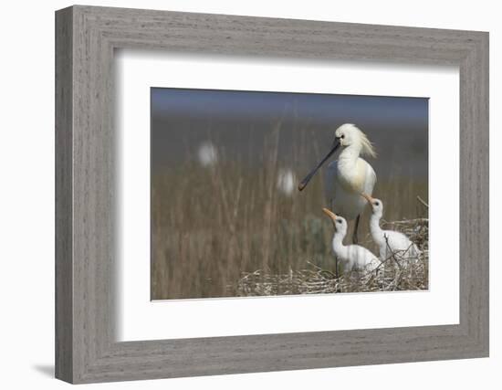 Spoonbill (Platalea Leucorodia) at Nest with Two Chicks, Texel, Netherlands, May 2009-Peltomäki-Framed Photographic Print