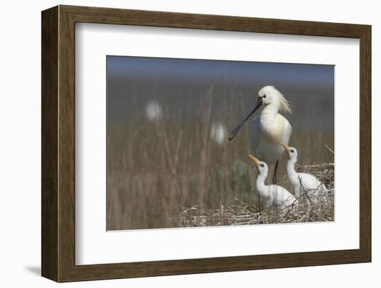 Spoonbill (Platalea Leucorodia) at Nest with Two Chicks, Texel, Netherlands, May 2009-Peltomäki-Framed Photographic Print