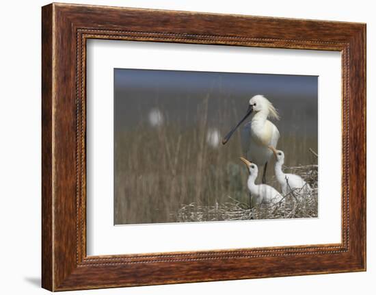 Spoonbill (Platalea Leucorodia) at Nest with Two Chicks, Texel, Netherlands, May 2009-Peltomäki-Framed Photographic Print