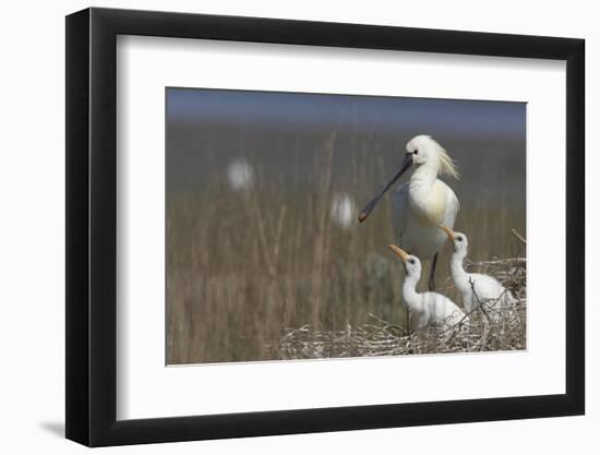 Spoonbill (Platalea Leucorodia) at Nest with Two Chicks, Texel, Netherlands, May 2009-Peltomäki-Framed Photographic Print