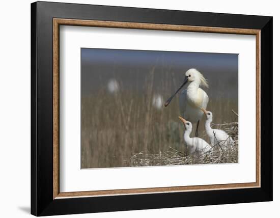 Spoonbill (Platalea Leucorodia) at Nest with Two Chicks, Texel, Netherlands, May 2009-Peltomäki-Framed Photographic Print