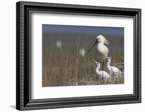 Spoonbill (Platalea Leucorodia) at Nest with Two Chicks, Texel, Netherlands, May 2009-Peltomäki-Framed Photographic Print