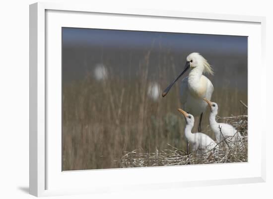 Spoonbill (Platalea Leucorodia) at Nest with Two Chicks, Texel, Netherlands, May 2009-Peltomäki-Framed Photographic Print