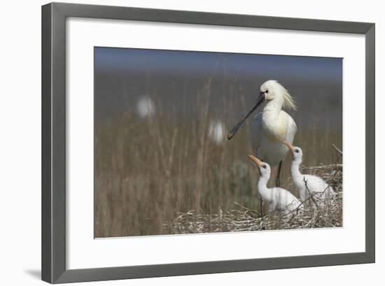 Spoonbill (Platalea Leucorodia) at Nest with Two Chicks, Texel, Netherlands, May 2009-Peltomäki-Framed Photographic Print