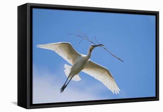 Spoonbill (Platalea leucorodia) carrying nest material, The Netherlands-Edwin Giesbers-Framed Premier Image Canvas