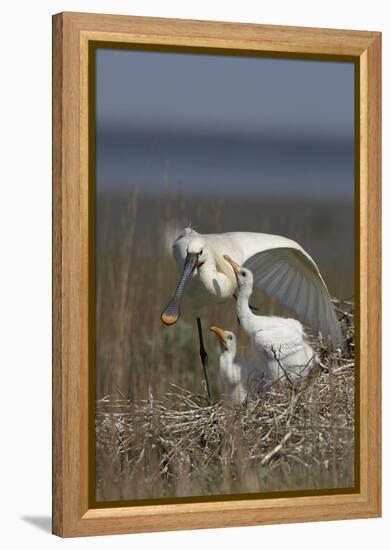 Spoonbill (Platalea Leucorodia) Stretching Wing at Nest with Two Chicks, Texel, Netherlands, May-Peltomäki-Framed Premier Image Canvas