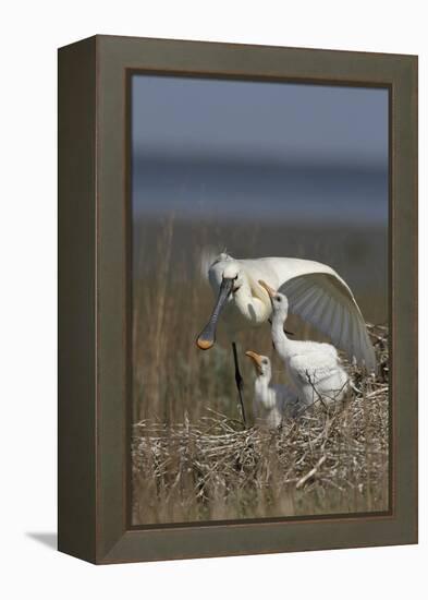 Spoonbill (Platalea Leucorodia) Stretching Wing at Nest with Two Chicks, Texel, Netherlands, May-Peltomäki-Framed Premier Image Canvas