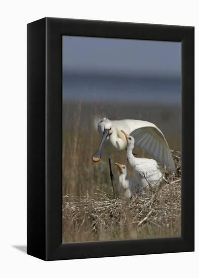 Spoonbill (Platalea Leucorodia) Stretching Wing at Nest with Two Chicks, Texel, Netherlands, May-Peltomäki-Framed Premier Image Canvas