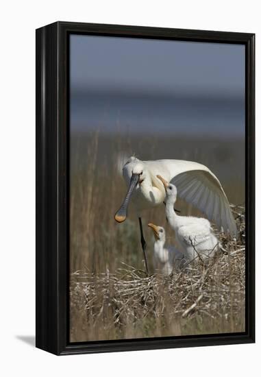 Spoonbill (Platalea Leucorodia) Stretching Wing at Nest with Two Chicks, Texel, Netherlands, May-Peltomäki-Framed Premier Image Canvas